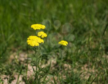 beautiful little yellow flowers in nature