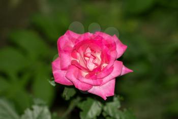 beautiful rose flower in nature. macro