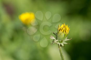 yellow dandelion flower in nature