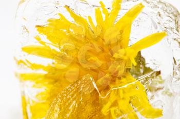 yellow dandelion in the ice