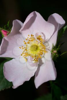 flower on the wild rose in nature