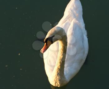 beautiful white swan in nature