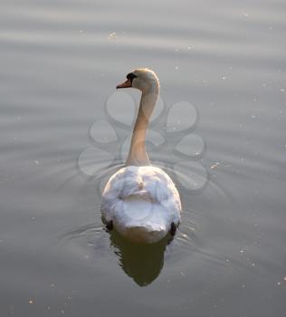 beautiful white swan in nature