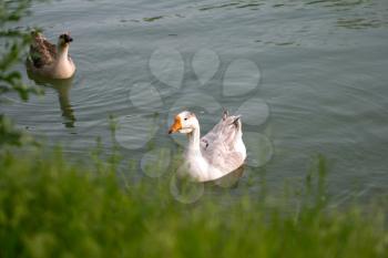 goose on pond in nature
