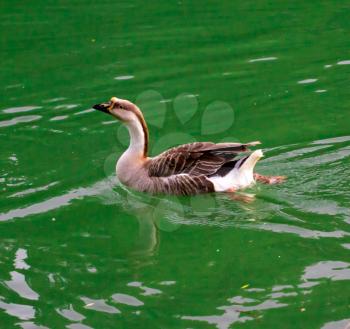 goose on pond in nature