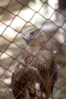 eagle behind bars