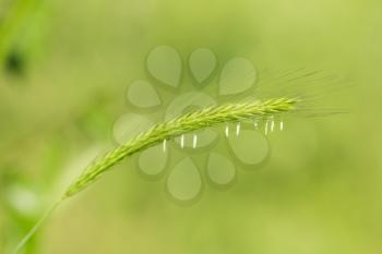 ears on green nature background