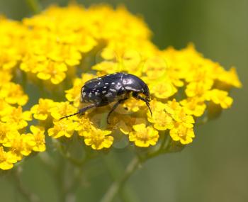 beetle on yellow flower in nature. macro