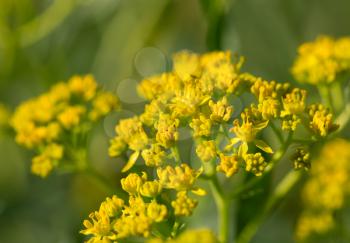 beautiful yellow flower in nature