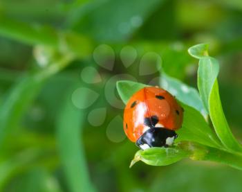 ladybug in the grass in nature. macro