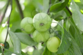 green apples on the tree in nature