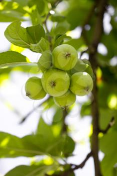 green apples on the tree in nature