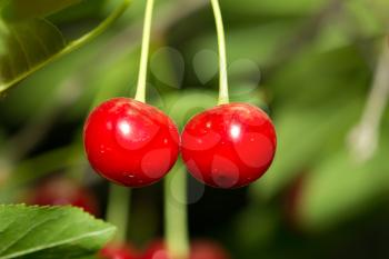 Red ripe cherry on nature