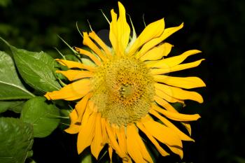 beautiful yellow sunflower on nature
