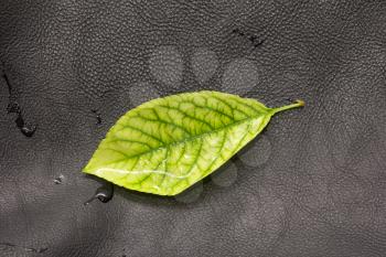 green leaf on a black leather background. macro