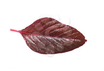 red leaf on a white background. macro