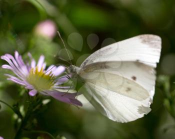 beautiful butterfly in nature. macro