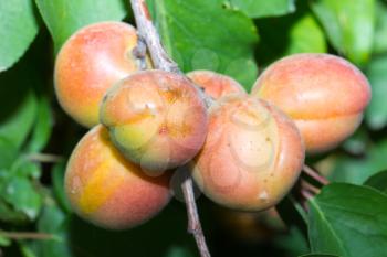 Ripe apricots in nature
