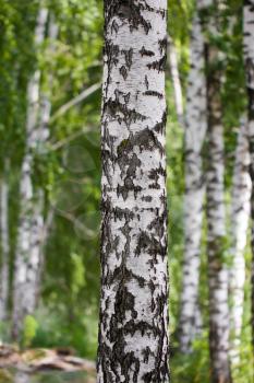 birch in nature