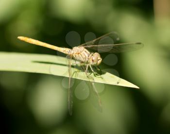 dragonfly in nature. macro