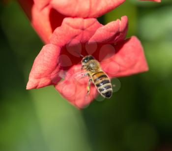 Bee in a red flower in nature. macro