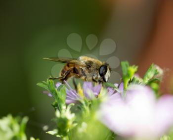 bee on a flower in nature