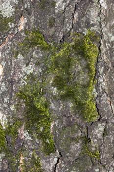 moss on the bark of a tree as a background