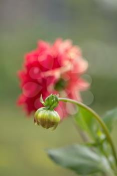 red flower in nature