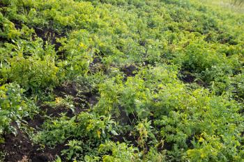 Potato tops in nature