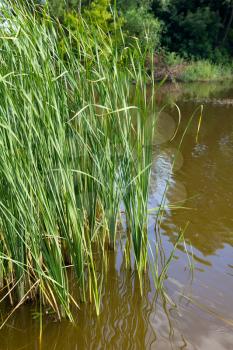 reeds at the lake on the nature