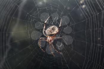 spider in nature. macro