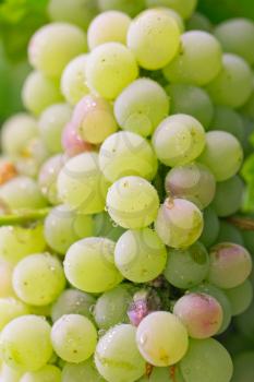 fresh ripe grapes on the nature