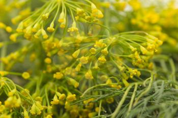 background of the flowers of dill. macro