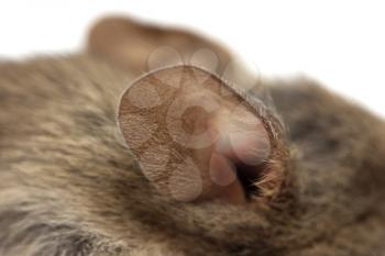 ear of the mouse. macro
