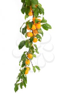 yellow plum on a white background