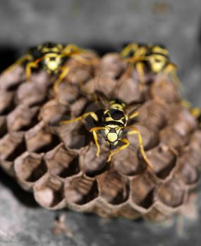 Wasps in the nest