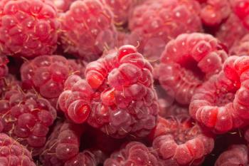 background of red raspberries. macro