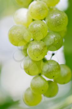 green grapes in nature. macro
