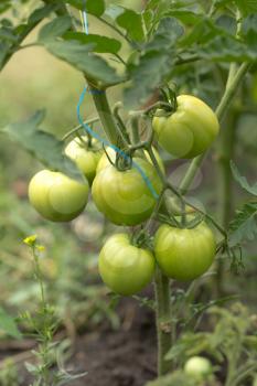 green tomatoes on the bush in the garden