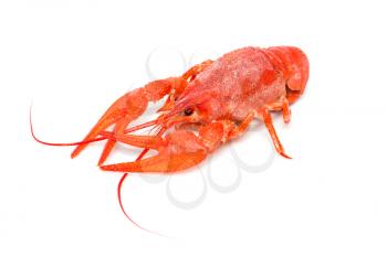 Hot boiled crayfish on white background