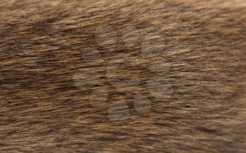 background of fur mouse. macro