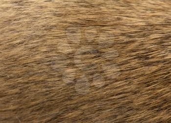 background of fur mouse. macro