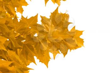 yellow maple leaves on a white background