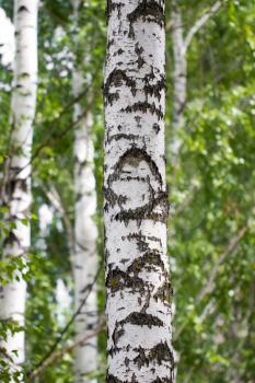 birch in nature
