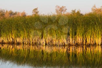 reeds with reflection in the lake