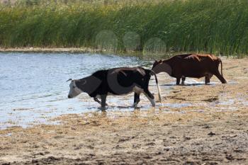 cow walking on the water in the lake