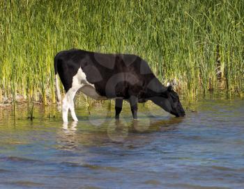 cow at the watering in lake
