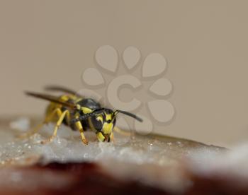 wasp eats fish meat. macro
