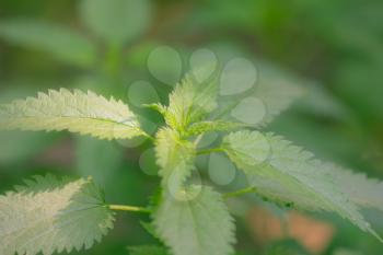 fresh and green nettle as a background of natural herbal plant