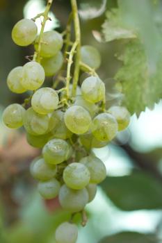 Green grapes on the nature